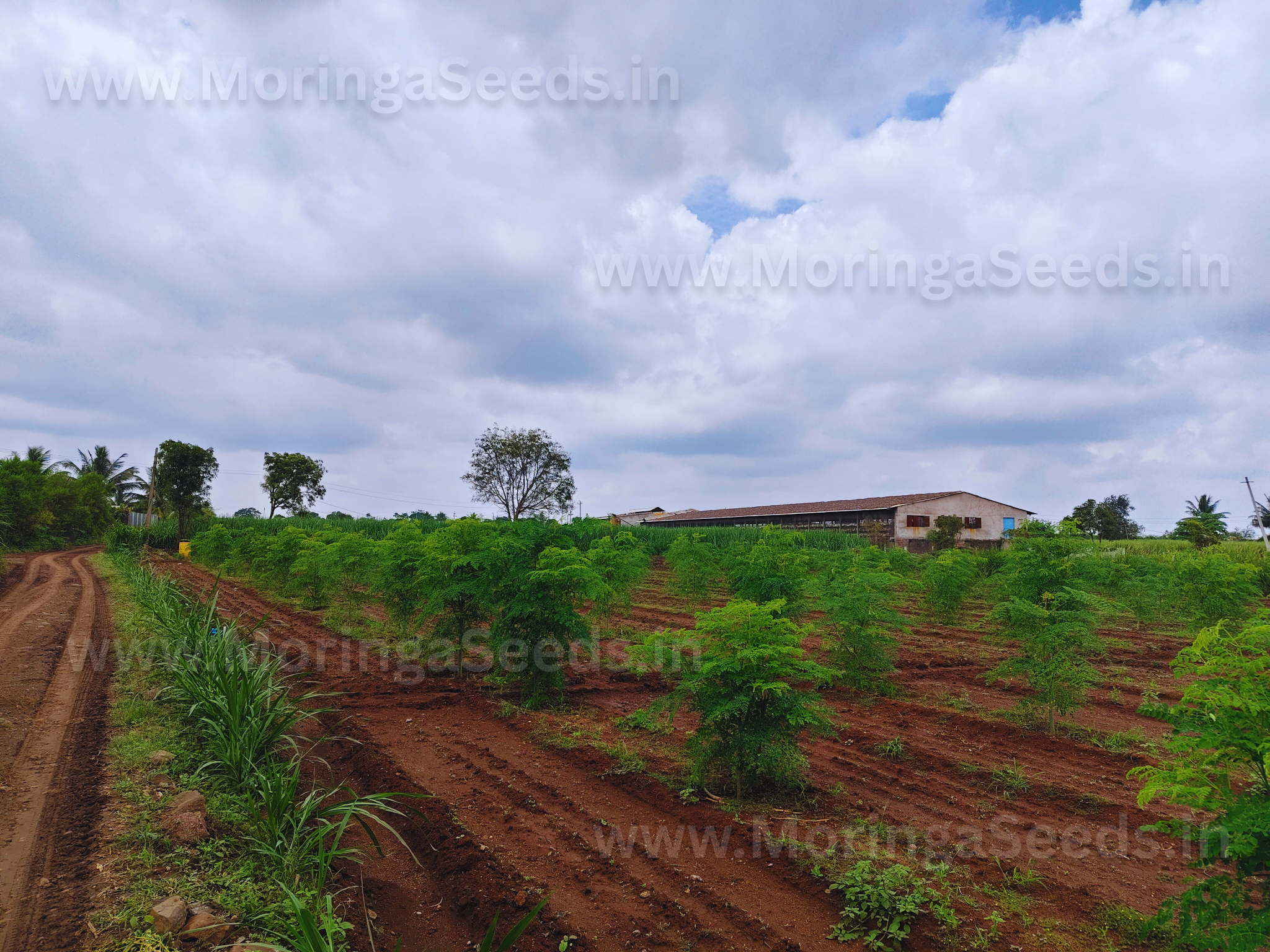 You are currently viewing High-Yield Drumstick Seeds, Bhagya KDM-1, Drumstick Yield